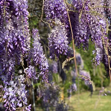 The דירה ראבנה